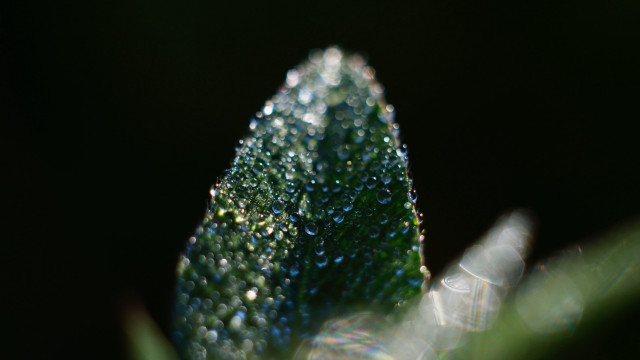 Leaf water droplets macro bokeh #3 free wallpaper for desktop - medium preview image