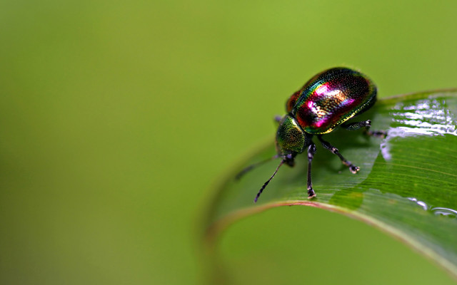 Beetle green leaf water drops free wallpaper for desktop - medium preview image