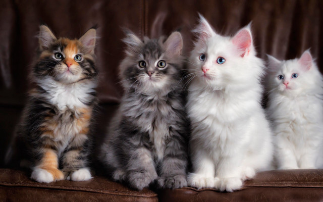 Kittens couch sad rococo cute free wallpaper for desktop - medium preview image