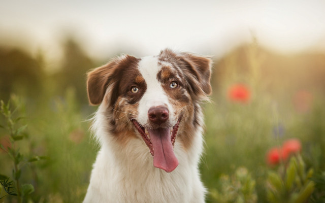 Dog tongue out flower field free wallpaper for desktop - medium preview image