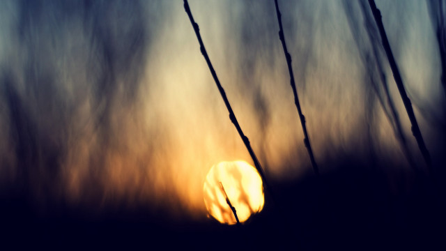 Sunset tallgrass branches macro clouds free wallpaper for desktop - medium preview image