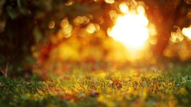 Sunset forest leaves fire embers free wallpaper for desktop - medium preview image