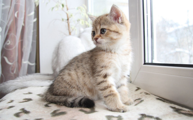 Small kitten by window with free wallpaper for desktop - medium preview image