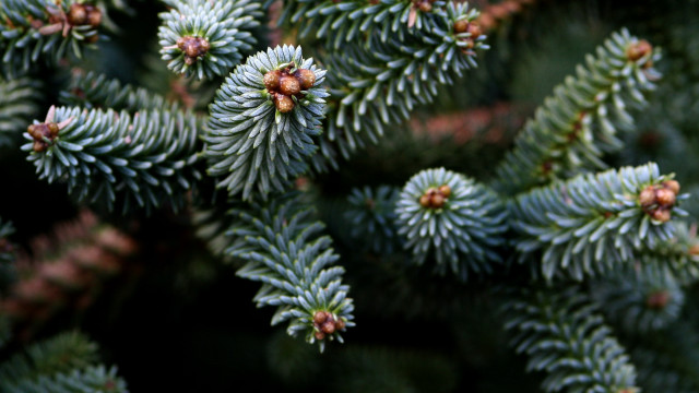 Pine cones needles bokeh nature free wallpaper for desktop - medium preview image