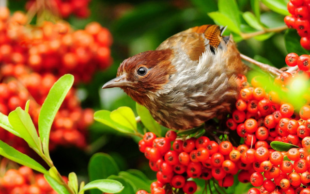 Bird branch berries background ecological free wallpaper for desktop - medium preview image