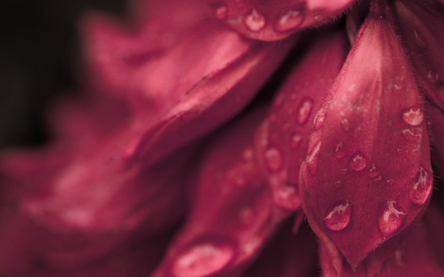 Flower water droplets macro photorealism free wallpaper for desktop - medium preview image