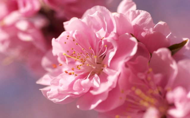 Pink flower cherry blossoms macro #2 free wallpaper for desktop - medium preview image