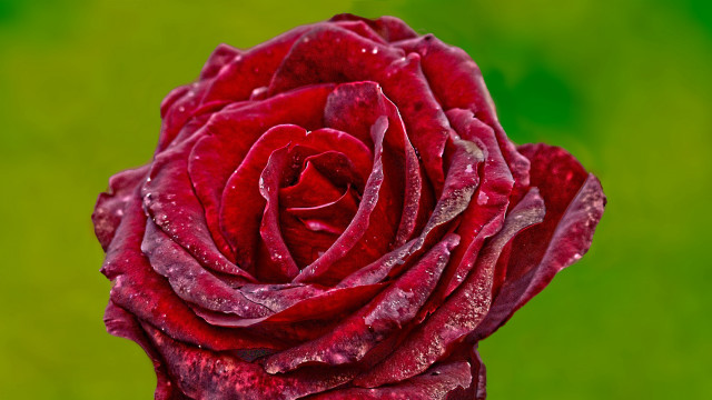 Red rose water droplets macro #57 free wallpaper for desktop - medium preview image