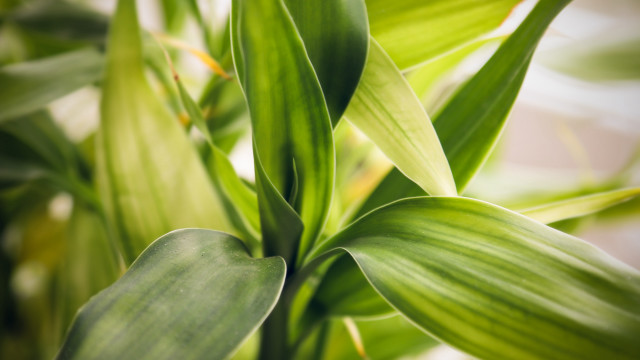 Green plant leaves macro bokeh free wallpaper for desktop - medium preview image