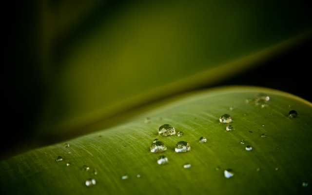 Green leaf water droplets macro #56 free wallpaper for desktop - medium preview image