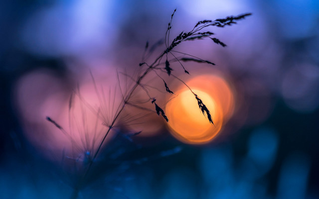 Blurry plant moonlight mystical colors free wallpaper for desktop - medium preview image
