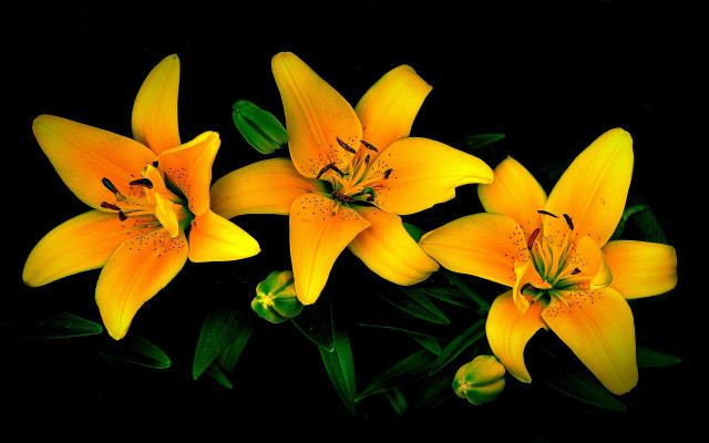 Yellow flowers green leaves black free wallpaper for desktop - medium preview image