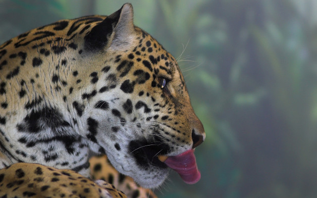 Leopard tongue open jigsaw puzzle free wallpaper for desktop - medium preview image