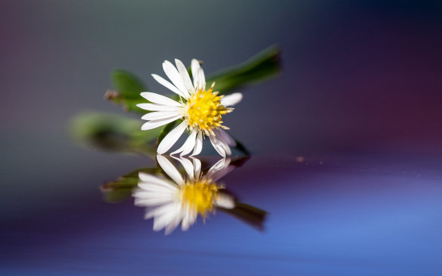 Flower reflection dandelion sunflower macro free wallpaper for desktop - medium preview image