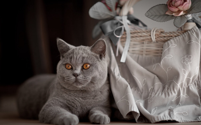 Cat basket rose cloth bag free wallpaper for desktop - medium preview image