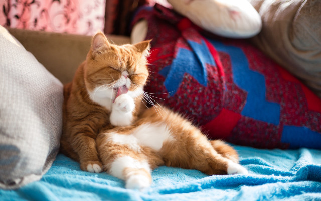 Cat glamor pose blurry background free wallpaper for desktop - medium preview image