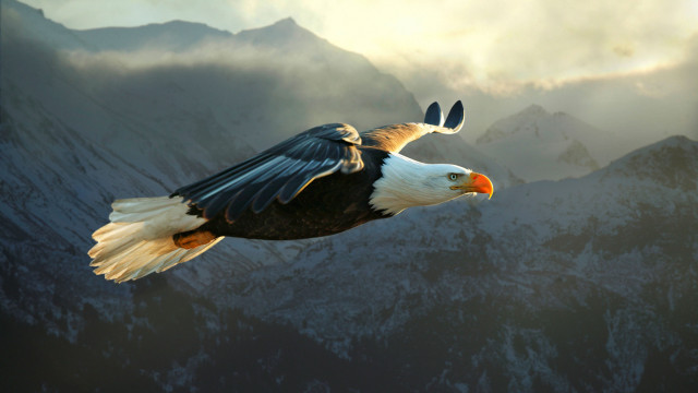 Bald eagle mountains clouds majesty free wallpaper for desktop - medium preview image