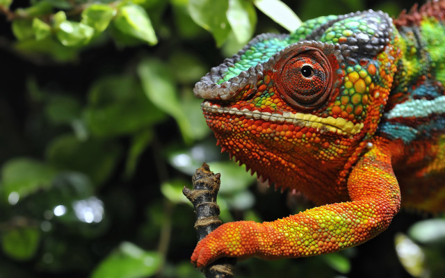 Colorful chameleon branch bokeh saturated free wallpaper for desktop - medium preview image