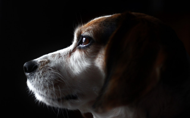 Dog lighting macro animal blackbackground free wallpaper for desktop - medium preview image