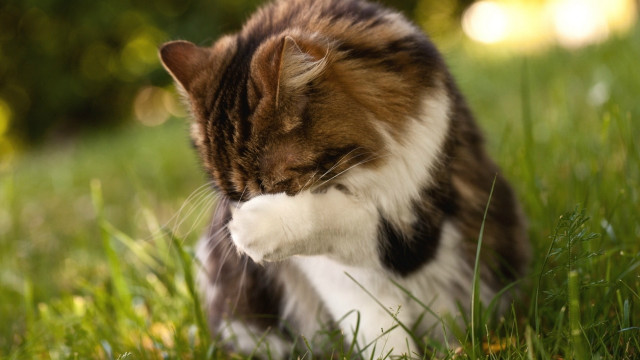 Cat grass paw closed eyes free wallpaper for desktop - medium preview image
