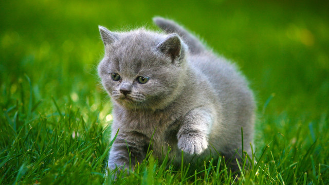Kitten grassy field cute blurry free wallpaper for desktop - medium preview image