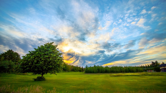 Tree field sunset clouds horizon #2 free wallpaper for desktop - medium preview image