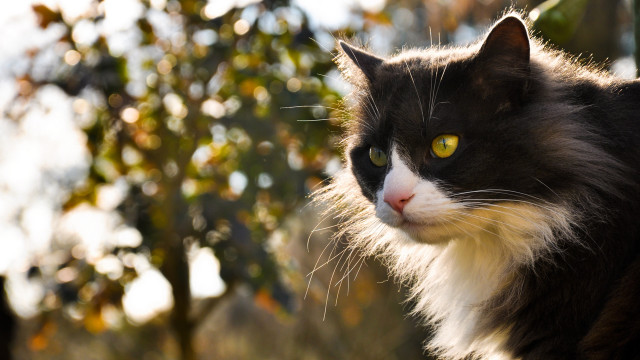 Black cat yellow eyes portrait #2 free wallpaper for desktop - medium preview image