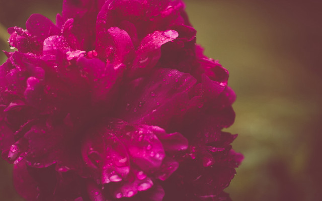 Pink flower water droplets impressionist free wallpaper for desktop - medium preview image