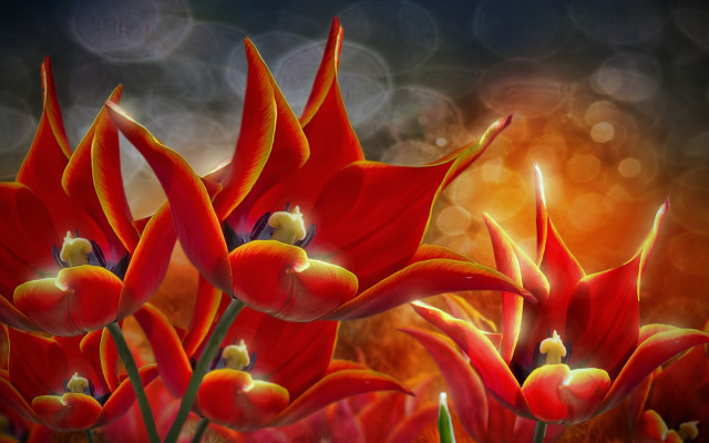 Red flower blurry background light free wallpaper for desktop - medium preview image