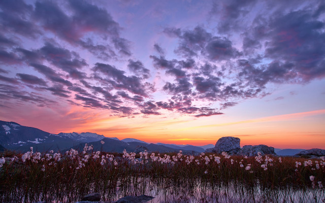 Flower field sunset clouds mountains free wallpaper for desktop - medium preview image