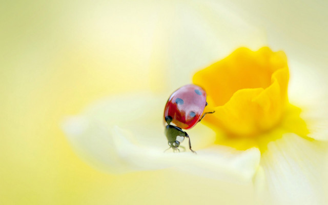 Ladybug whiteflower yellowpetals foreground macro free wallpaper for desktop - medium preview image
