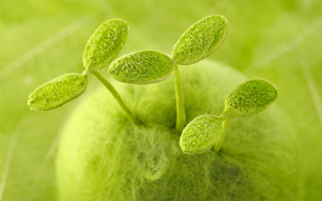 Green apple leaves blurry background free wallpaper for desktop - medium preview image