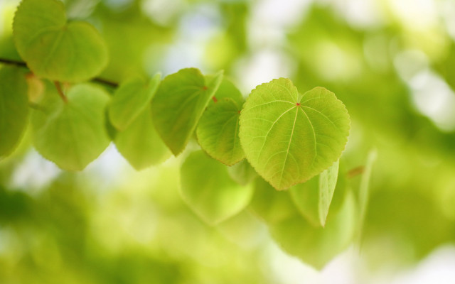 Green leaf branch bokeh naturalism free wallpaper for desktop - medium preview image