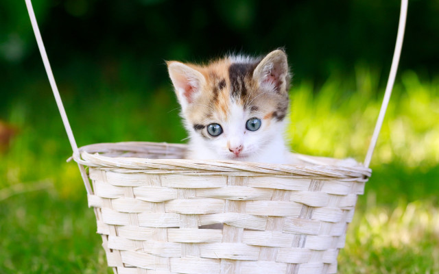Kitten basket grass blueeyes blurry free wallpaper for desktop - medium preview image