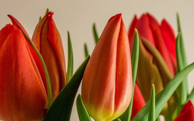 Red flowers vase table shallow free wallpaper for desktop - medium preview image