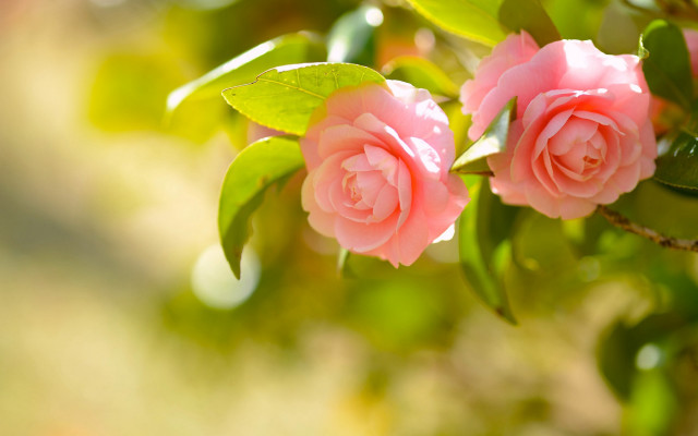 Pink flower macro bokeh leaves free wallpaper for desktop - medium preview image