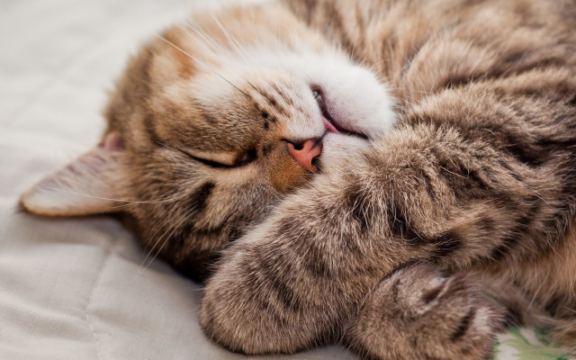 Sleeping cat on bed carlos free wallpaper for desktop - medium preview image