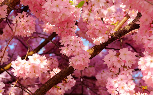 Pink sakura tree spring flower free wallpaper for desktop - medium preview image