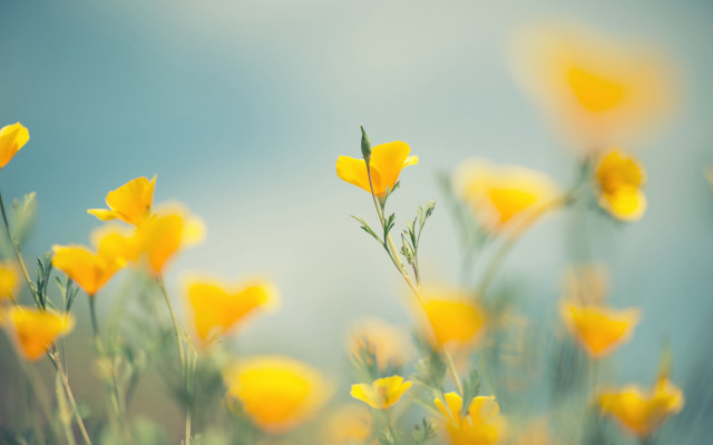 Yellow flower field blue sky free wallpaper for desktop - medium preview image