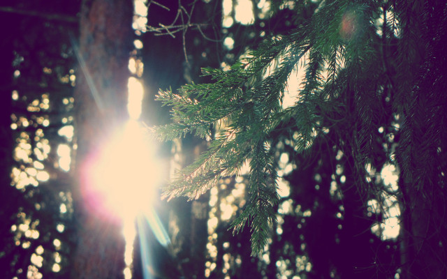 Sunshine forest lens flare nature free wallpaper for desktop - medium preview image