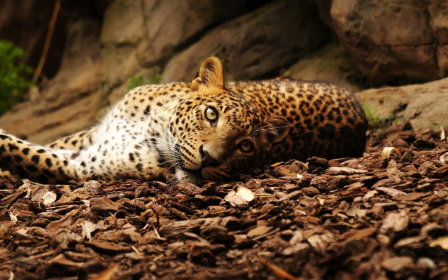 Leopard leaves rock wall tree free wallpaper for desktop - medium preview image