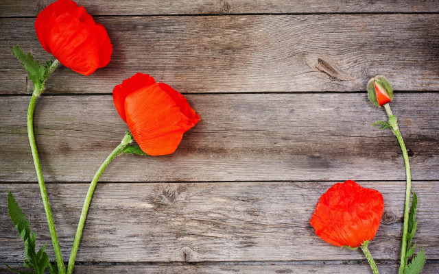 Three red flowers wooden surface free wallpaper for desktop - medium preview image
