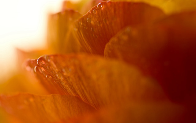 Flower water droplets orange yellow free wallpaper for desktop - medium preview image