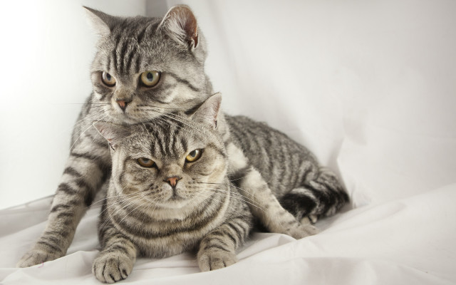 Cat tiger wolf yellow eyes free wallpaper for desktop - medium preview image