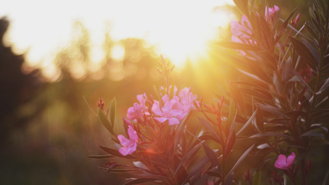 Bush pinkflowers sunlight trees building free wallpaper for desktop - medium preview image