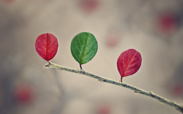 Three leaves macro art moon free wallpaper for desktop - medium preview image