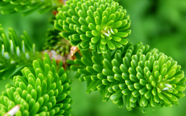 Green leaves macro plant nature free wallpaper for desktop - medium preview image