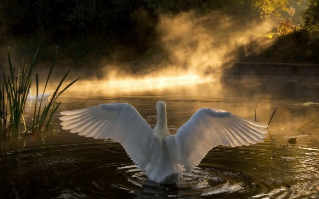 Swan flapping wings lake mist free wallpaper for desktop - medium preview image