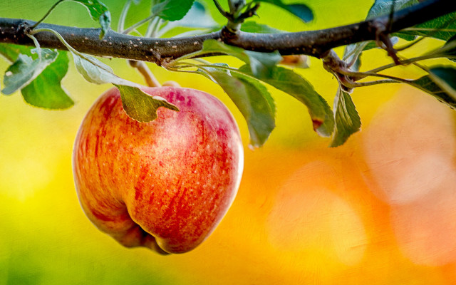 Apple branch leaves fall harvest free wallpaper for desktop - medium preview image