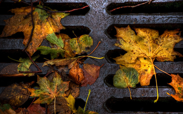 Grill leaves autumn environmental art free wallpaper for desktop - medium preview image